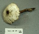 Leucoagaricus americanus image