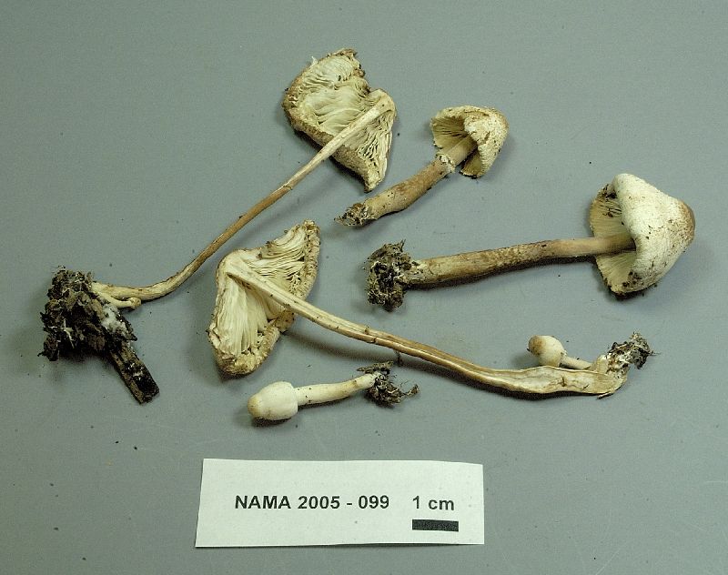 Leucocoprinus cepaestipes image