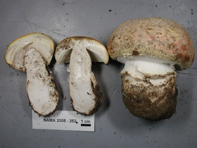 Amanita amerimuscaria image