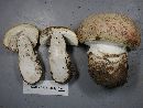 Amanita amerimuscaria image