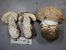 Amanita amerimuscaria image