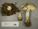 Amanita aprica image