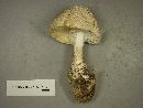 Amanita cokeri image