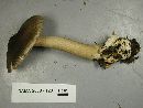 Amanita pachycolea image