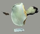 Amanita polypyramis image