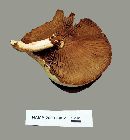 Agrocybe cylindracea image