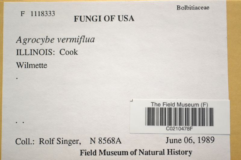 Agrocybe vermiflua image