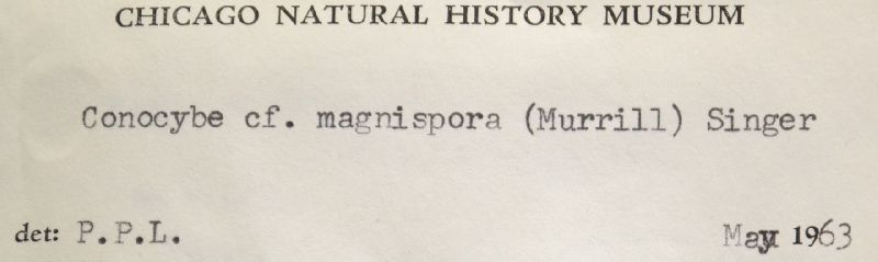 Conocybe magnispora image