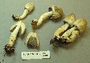 Coprinopsis variegata image