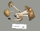 Entoloma rhodopolium image