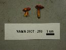 Hygrocybe miniata image