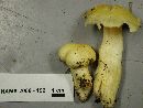 Hygrophorus chrysodon image
