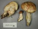 Hygrophorus erubescens image