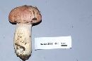 Hygrophorus erubescens image