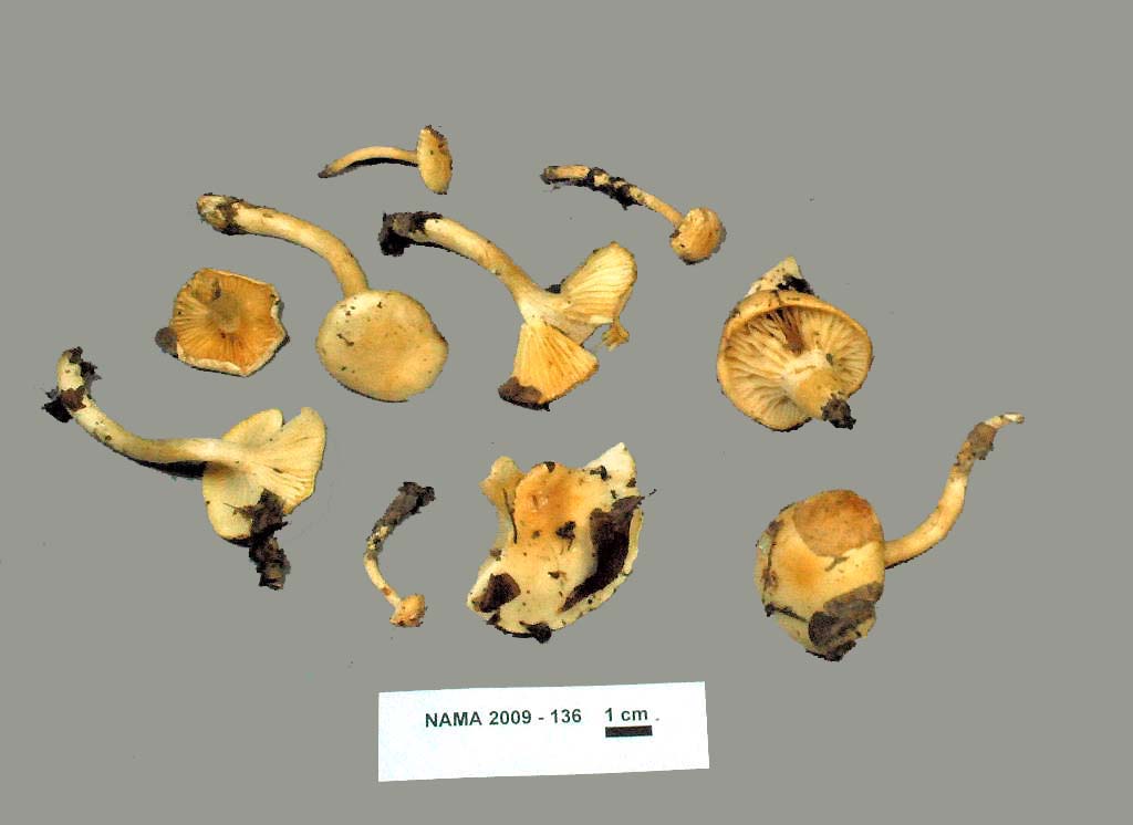 Hygrophorus laurae image