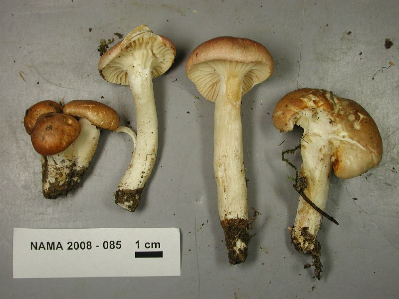 Hygrophorus pacificus image