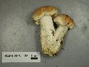 Hygrophorus pudorinus image