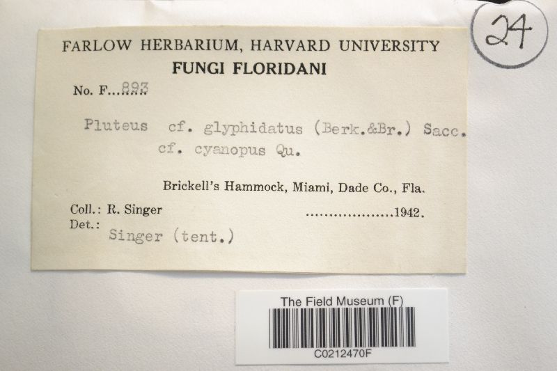 Pluteus glyphidiatus image