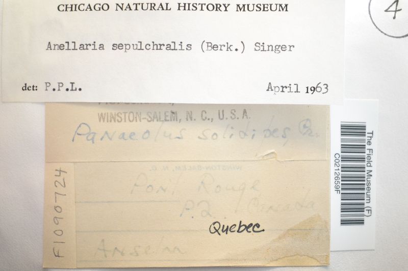 Anellaria sepulchralis image