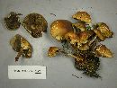 Hypholoma capnoides image
