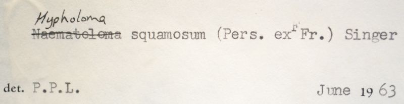 Hypholoma squamosum image