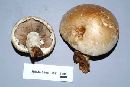 Hemipholiota populnea image