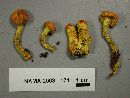 Pholiota flammans image