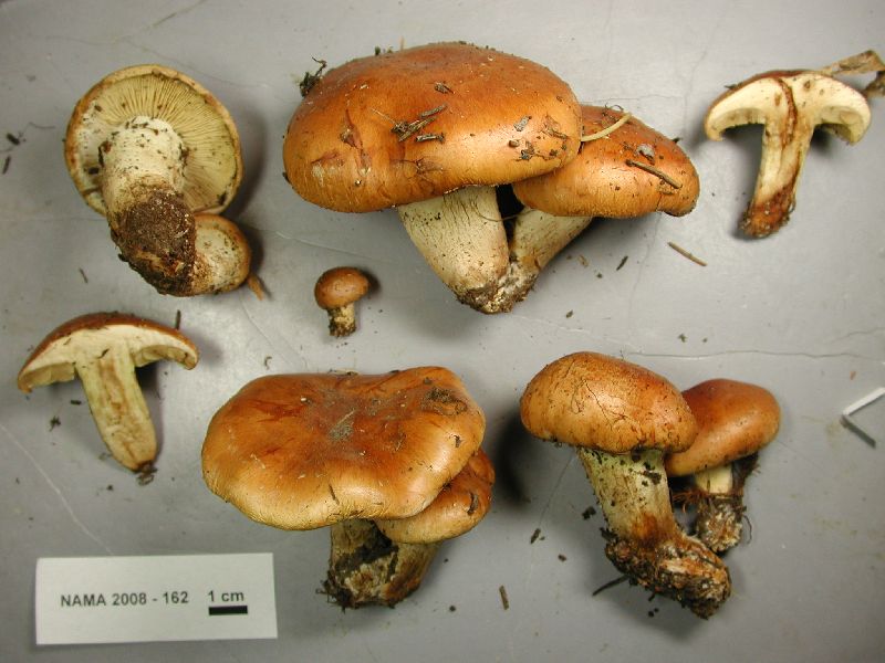 Pholiota lubrica image