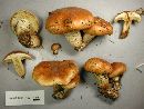 Pholiota lubrica image