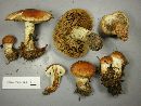 Pholiota lubrica image