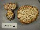 Hemipholiota populnea image