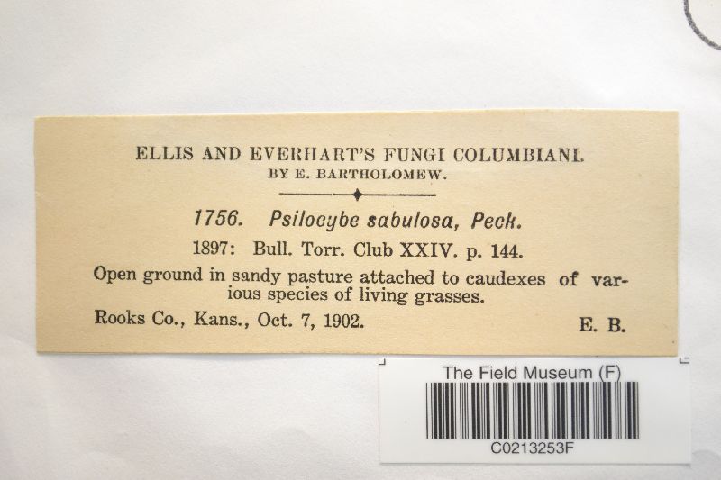 Psilocybe sabulosa image