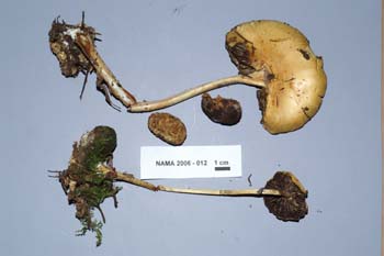 Stropharia alcis image
