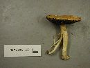 Stropharia hardii image