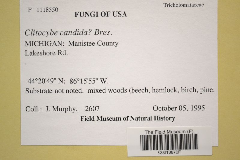 Clitocybe candida image