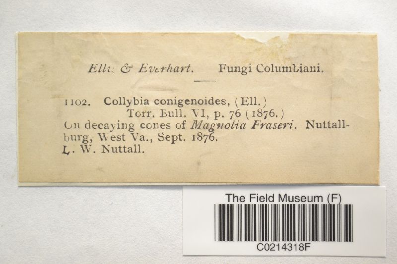 Collybia conigenoides image