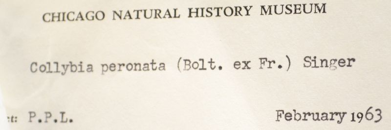 Collybia contraria image
