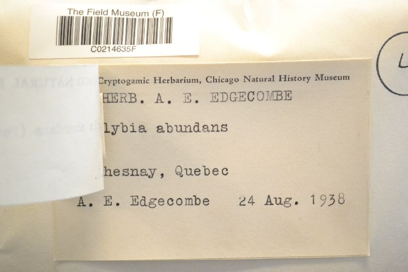 Fayodia abundans image