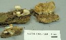 Hohenbuehelia petaloides image