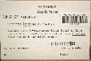Laccaria longipes image