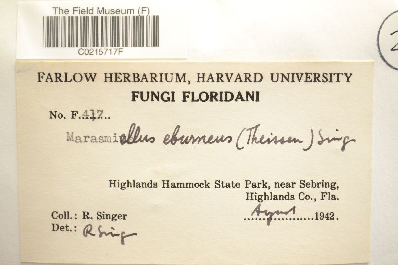 Marasmiellus eburneus image