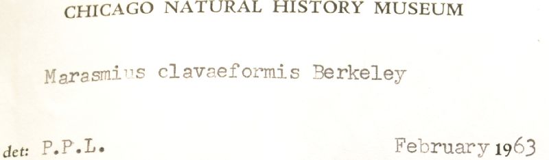 Marasmius clavaeformis image