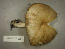 Megacollybia platyphylla image