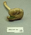 Megacollybia platyphylla image