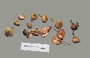 Mycena galericulata image