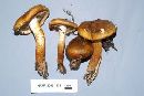 Tricholoma focale image