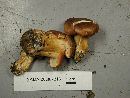 Tricholoma imbricatum image