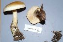 Tricholoma sulphurescens image