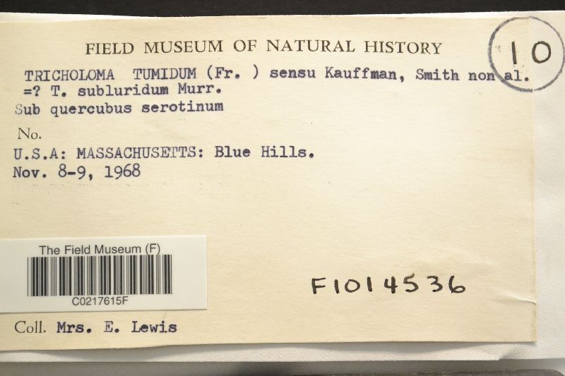 Tricholoma tumidum image