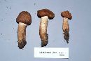 Tricholoma vaccinum image